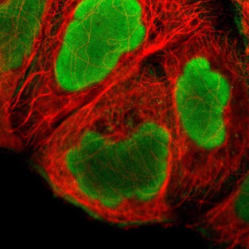 Staining of human cell line A-431 shows localization to nucleus & actin filaments.