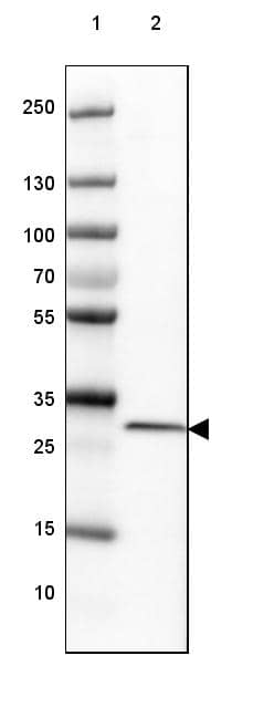 Lane 1: Marker [kDa] 250, 130, 100, 70, 55, 35, 25, 15, 10Lane 2: Human cell line U-2 OS