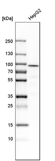 Analysis in human cell line HepG2.