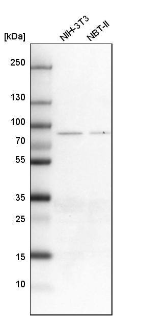 Analysis in mouse cell line NIH-3T3 and rat cell line NBT-II.