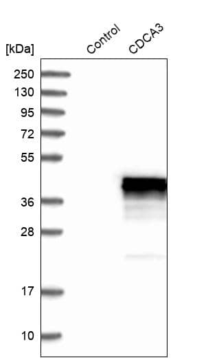 Analysis in control (vector only transfected HEK293T lysate) and CDCA3 over-expression lysate (Co-expressed with a C-terminal myc-DDK tag (3.1 kDa) in mammalian HEK293T cells).