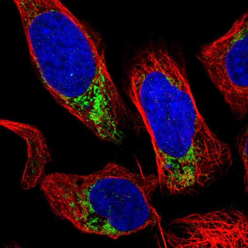 Staining of human cell line U-2 OS shows localization to mitochondria.