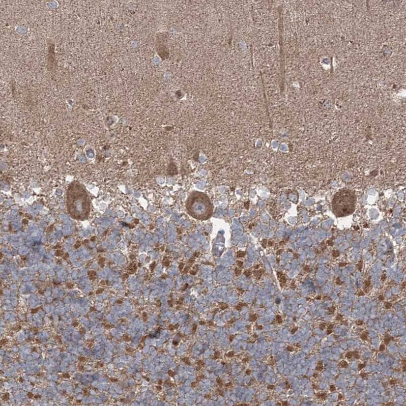 Staining of human cerebellum shows strong cytoplasmic positivity in Purkinje cells.