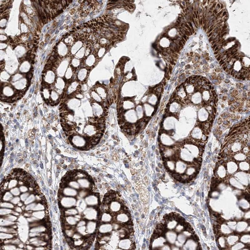 Staining of human colon shows strong cytoplasmic granular positivity in glandular cells.