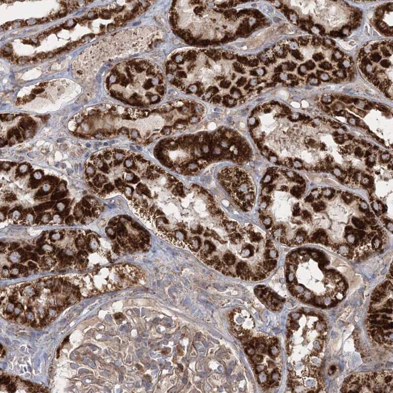Staining of human kidney shows strong cytoplasmic granular positivity in cells in tubules.