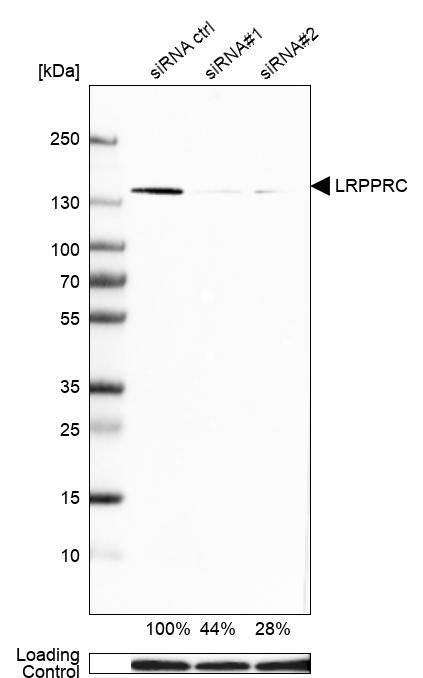 <b>Genetic Strategies Validation. </b>Analysis in Hep-G2 cells) transfected with control siRNA, target specific siRNA probe #1 and #2, using Anti-LRPPRC antibody. Remaining relative intensity is presented. Loading control: Anti-GAPDH.