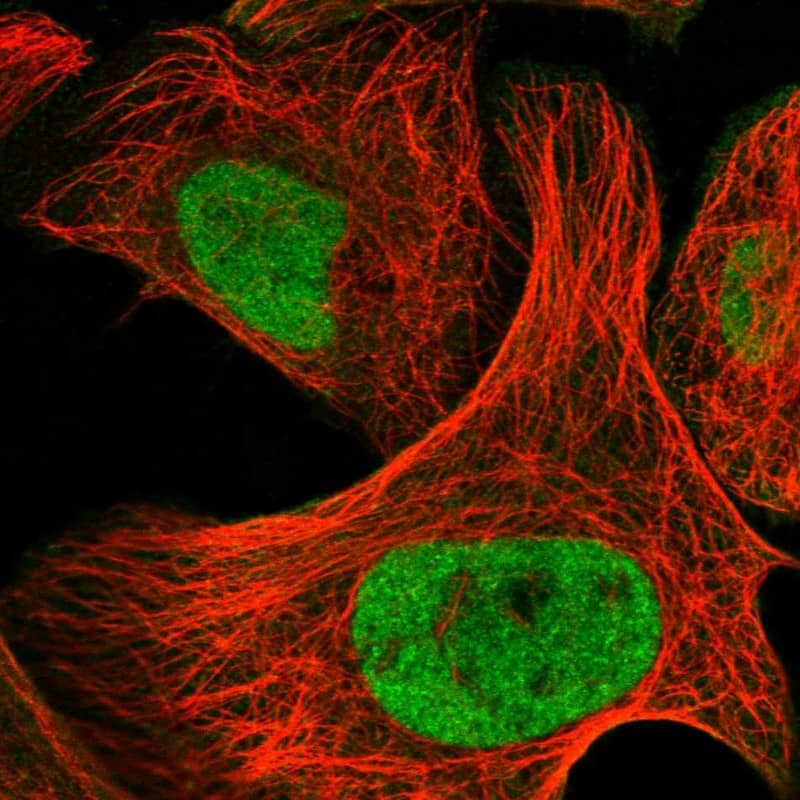 Staining of human cell line U-2 OS shows localization to nucleoplasm.