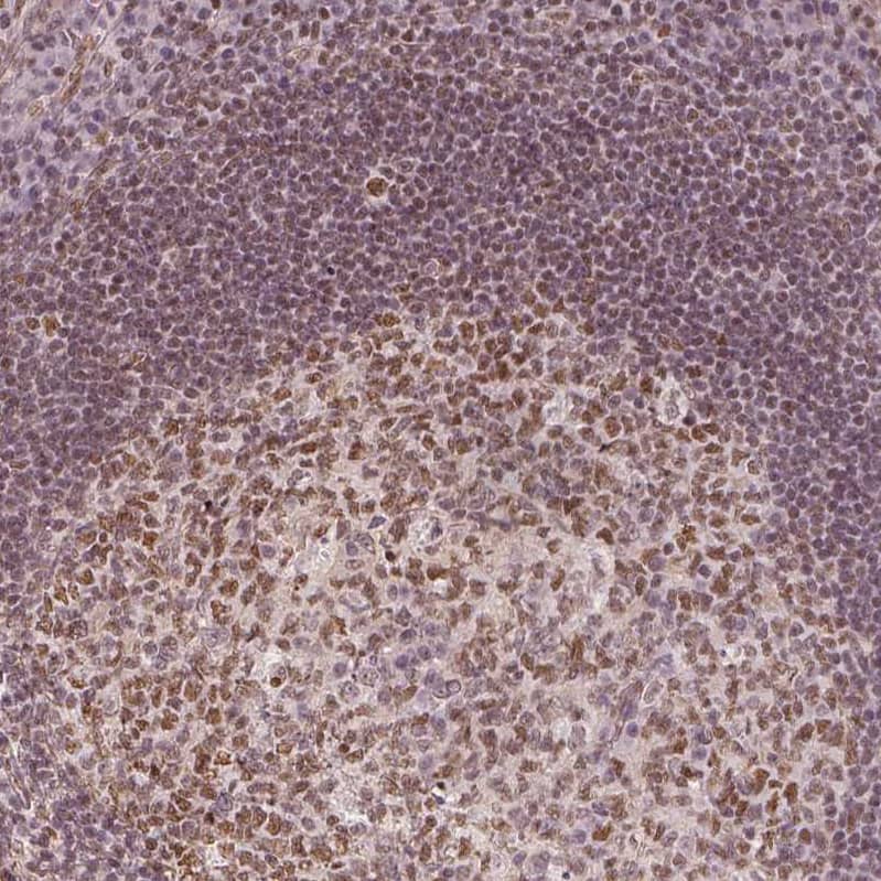 Staining of human tonsil shows moderate nuclear positivity in germinal center cells.