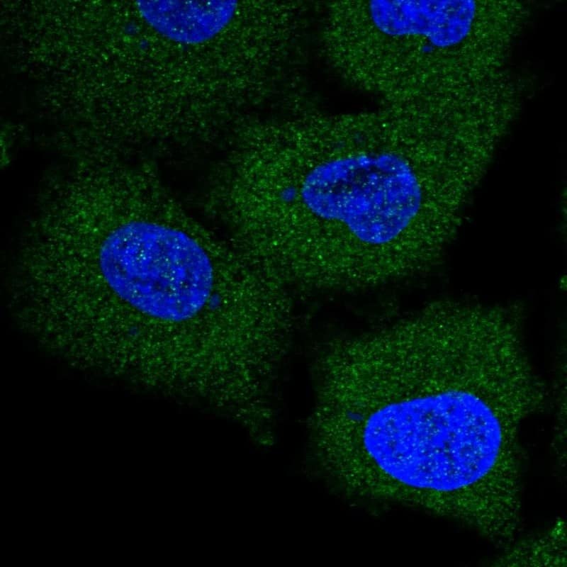Immunocytochemistry/ Immunofluorescence TRIM47 Antibody - BSA Free