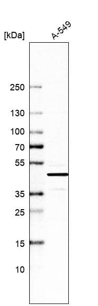 Analysis in human cell line A-549.