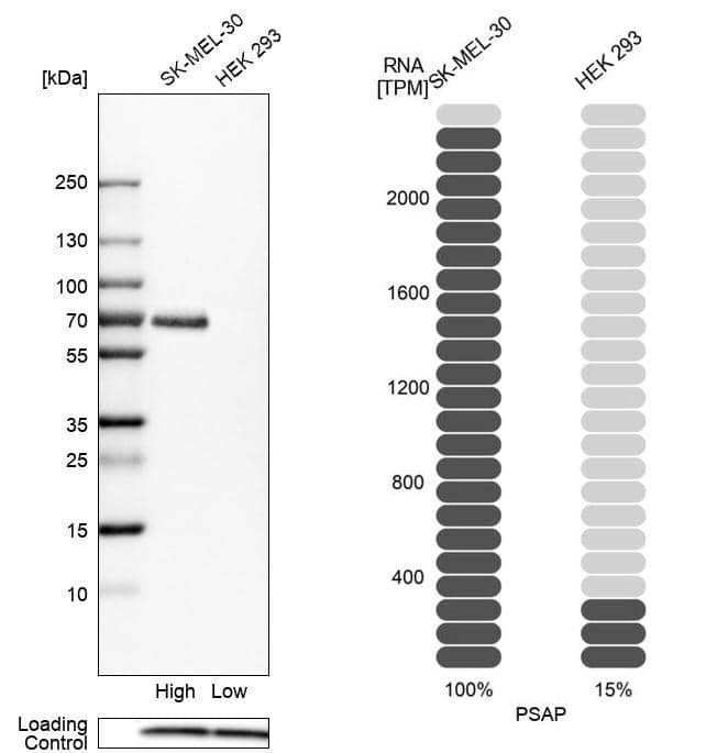 <b>Orthogonal Strategies Validation. </b>Analysis in human cell lines SK-MEL-30 and HEK293 using Anti-PSAP antibody. Corresponding PSAP RNA-seq data are presented for the same cell lines. Loading control: Anti-PFN1.