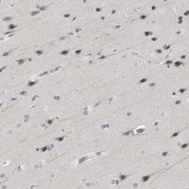 Immunohistochemistry-Paraffin ARHGEF10 Antibody - BSA Free