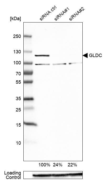 Analysis in Caco-2 cells) transfected with control siRNA, target specific siRNA probe #1 and #2, using Anti-GLDC antibody. Remaining relative intensity is presented. Loading control: Anti-GAPDH.