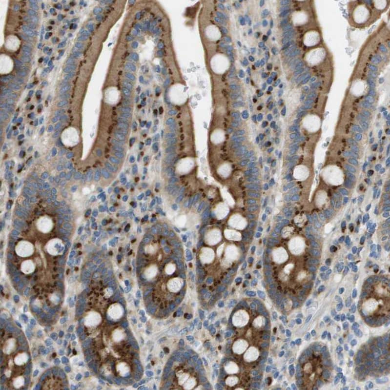 Staining of human duodenum shows strong granular cytoplasmic positivity in glandular cells.