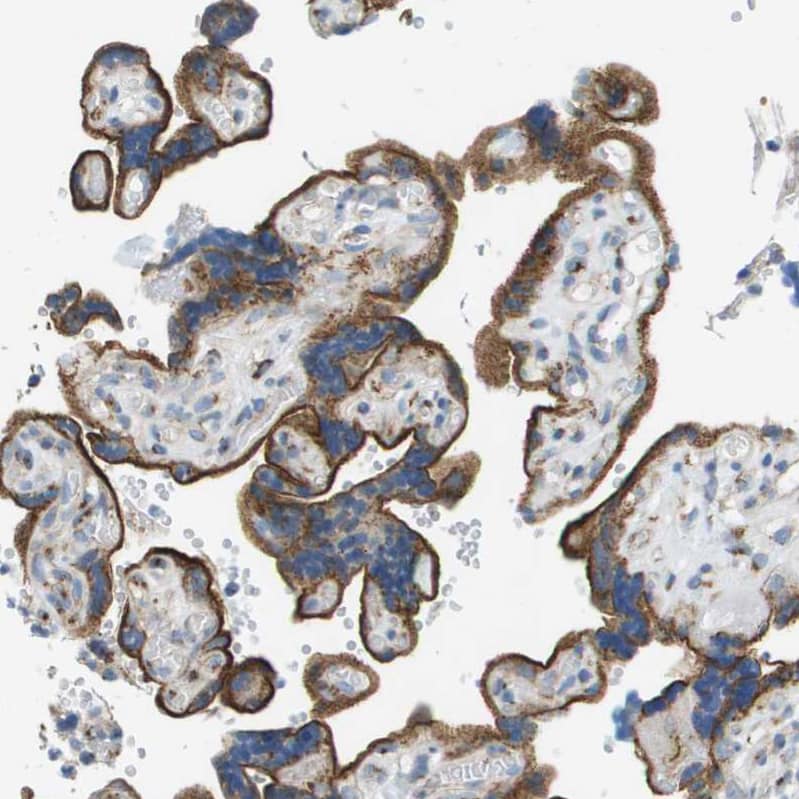 Staining of human placenta shows strong granular cytoplasmic positivity in trophoblastic cells.