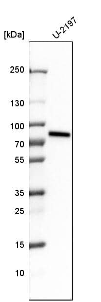 Analysis in human cell line U-2197.