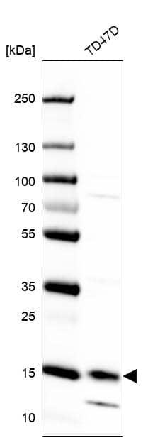 Analysis in human cell line TD47D.