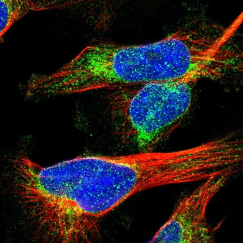 Immunocytochemistry/ Immunofluorescence MCM3AP Antibody - BSA Free