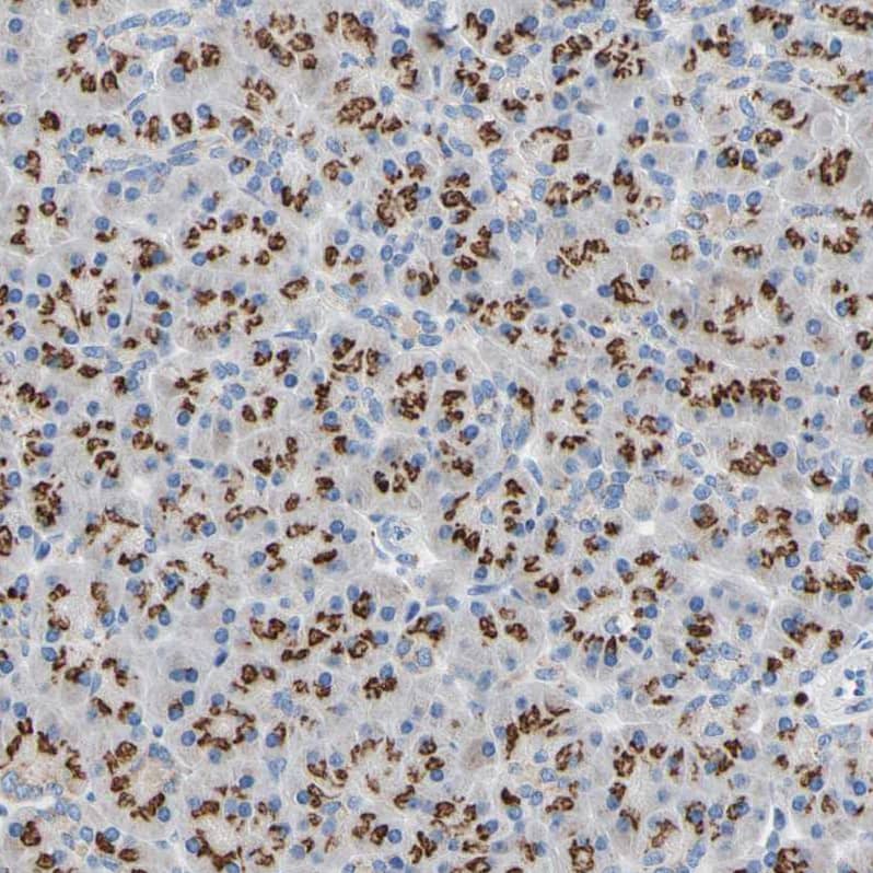 Staining of human pancreas shows strong cytoplasm granular positivity in exocrine glandular cells.