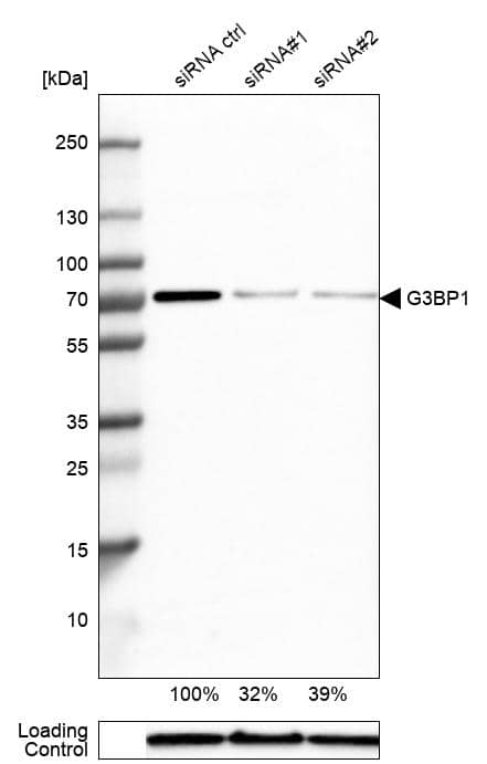 Analysis in A-431 cells) transfected with control siRNA, target specific siRNA probe #1 and #2, using Anti-G3BP1 antibody. Remaining relative intensity is presented. Loading control: Anti-GAPDH.