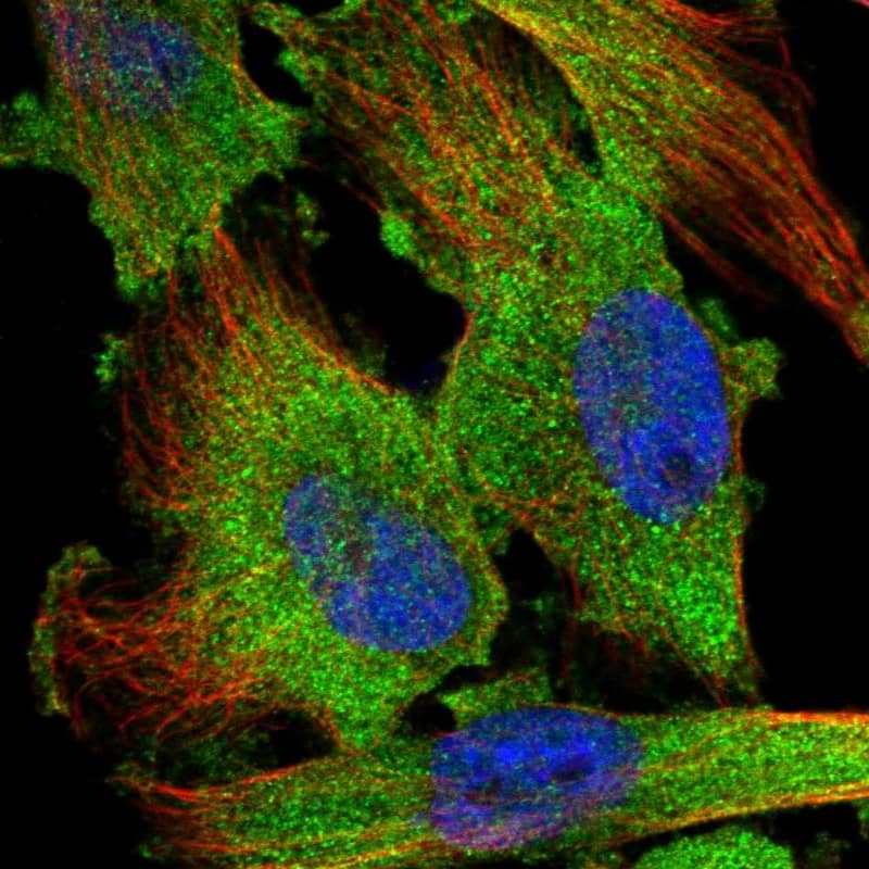 Immunocytochemistry/ Immunofluorescence TSTA3 Antibody - BSA Free