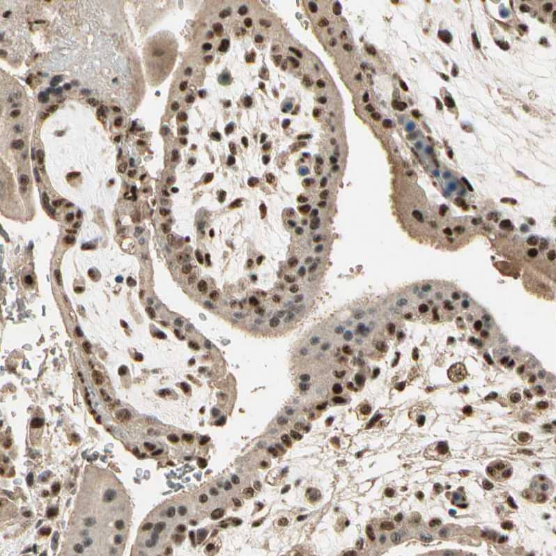 Staining of human placenta shows strong nuclear positivity in trophoblastic cells.