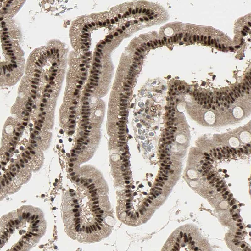 Staining of human duodenum shows strong nuclear positivity in glandular cells.