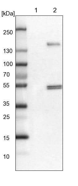 Lane 1: NIH-3T3 cell lysate (Mouse embryonic fibroblast cells))Lane 2: NBT-II cell lysate (Rat Wistar bladder tumour cells))