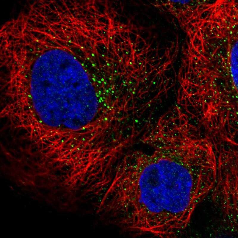 Immunocytochemistry/ Immunofluorescence Rffl Antibody - BSA Free