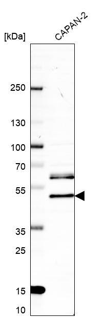 Western Blot Rffl Antibody - BSA Free