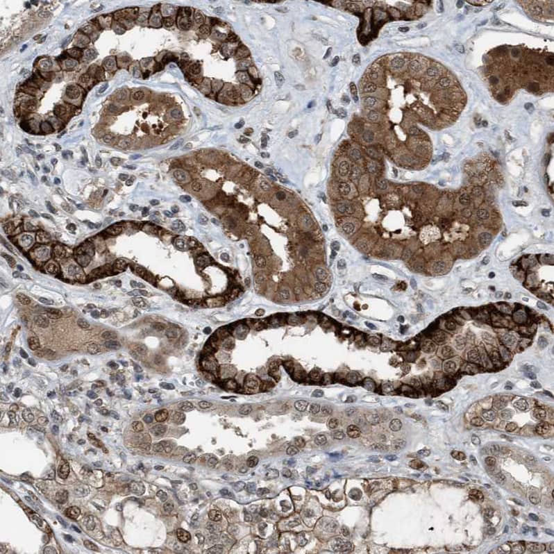 Immunohistochemistry-Paraffin Rffl Antibody - BSA Free