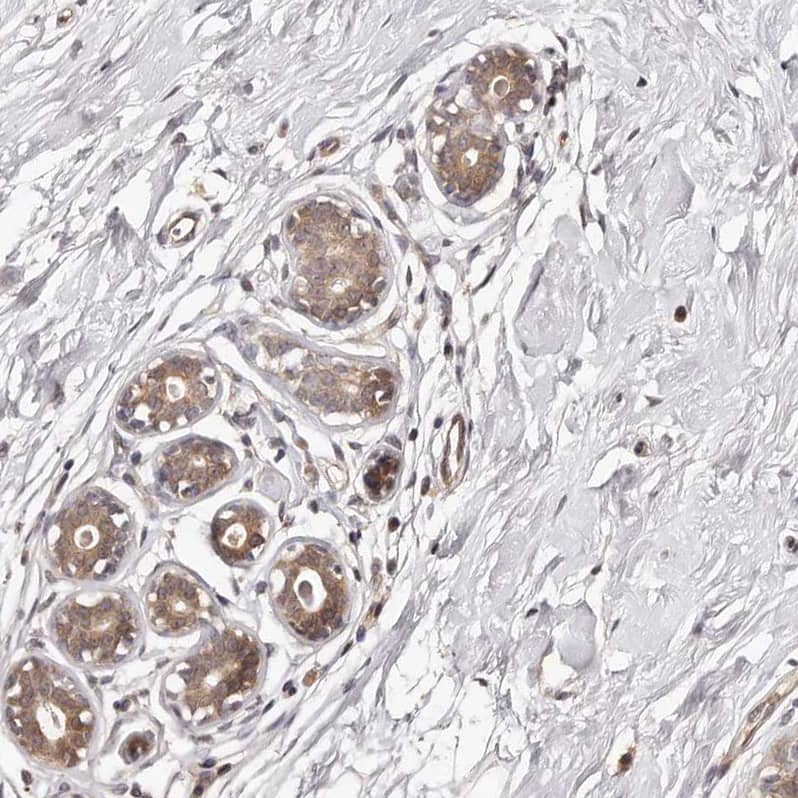 Staining of human breast shows moderate cytoplasmic positivity in glandular cells.
