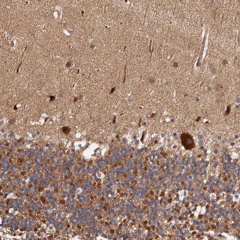 Staining of human cerebellum shows strong cytoplasmic positivity in Purkinje cells.
