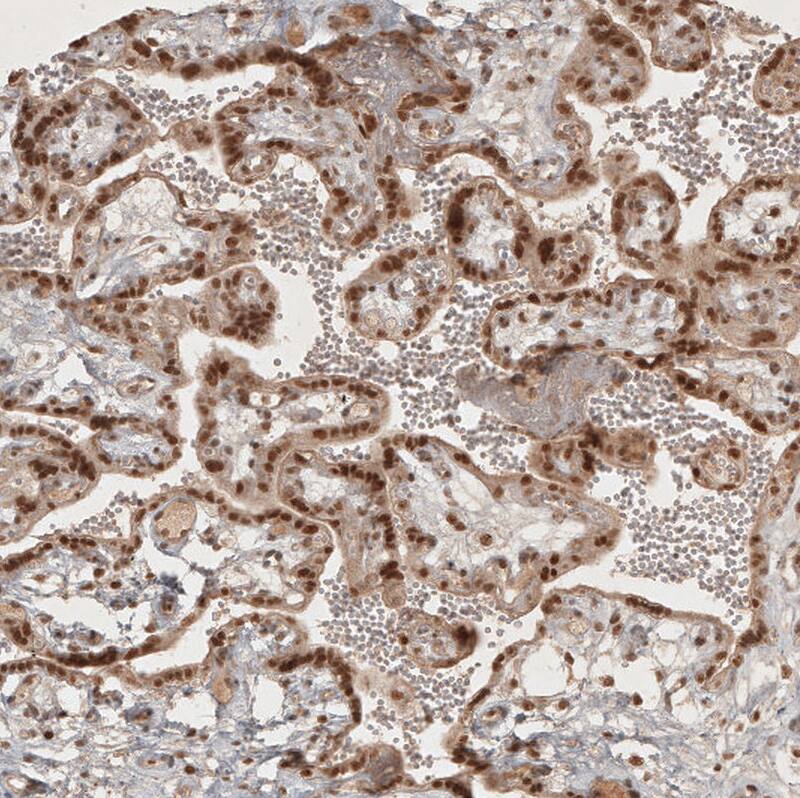 Staining of human placenta shows moderate to strong nuclear positivity in trophoblastic cells.