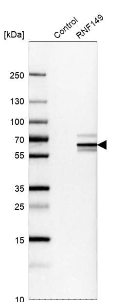 Analysis in control (vector only transfected HEK293T lysate) and RNF149 over-expression lysate (Co-expressed with a C-terminal myc-DDK tag (~3.1 kDa) in mammalian HEK293T cells).