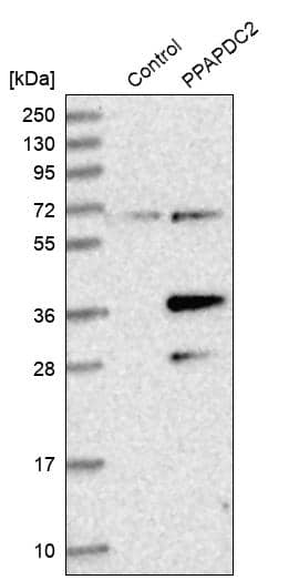 Analysis in control (vector only transfected HEK293T lysate) and PPAPDC2 over-expression lysate (Co-expressed with a C-terminal myc-DDK tag (~3.1 kDa) in mammalian HEK293T cells).