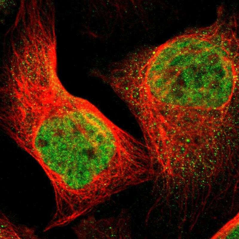 Staining of human cell line U-2 OS shows localization to nucleoplasm.