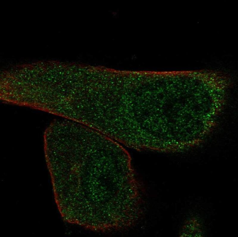 Staining of human cell line RPTEC TERT1 shows localization to nucleoplasm & cytosol.
