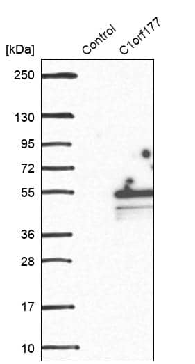 Analysis in control (vector only transfected HEK293T lysate) and C1orf177 over-expression lysate (Co-expressed with a C-terminal myc-DDK tag (~3.1 kDa) in mammalian HEK293T cells).
