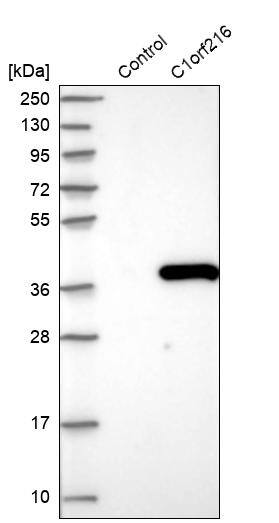 Western Blot C1orf216 Antibody - BSA Free