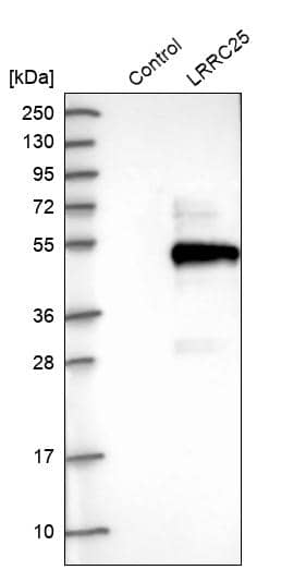 Analysis in control (vector only transfected HEK293T lysate) and LRRC25 over-expression lysate (Co-expressed with a C-terminal myc-DDK tag (~3.1 kDa) in mammalian HEK293T cells).