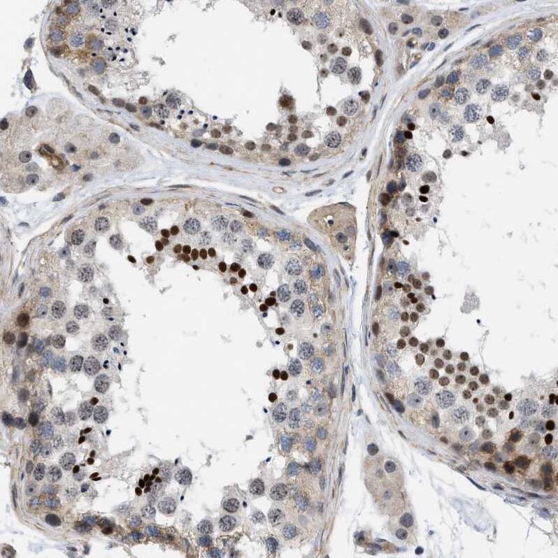 Staining of human testis shows strong nuclear positivity in a subset of cells in seminiferous ducts.