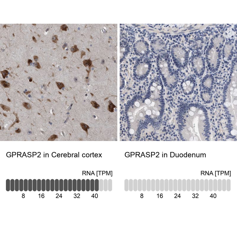 Analysis in human cerebral cortex and duodenum tissues using NBP1-83480 antibody. Corresponding GPRASP2 RNA-seq data are presented for the same tissues.