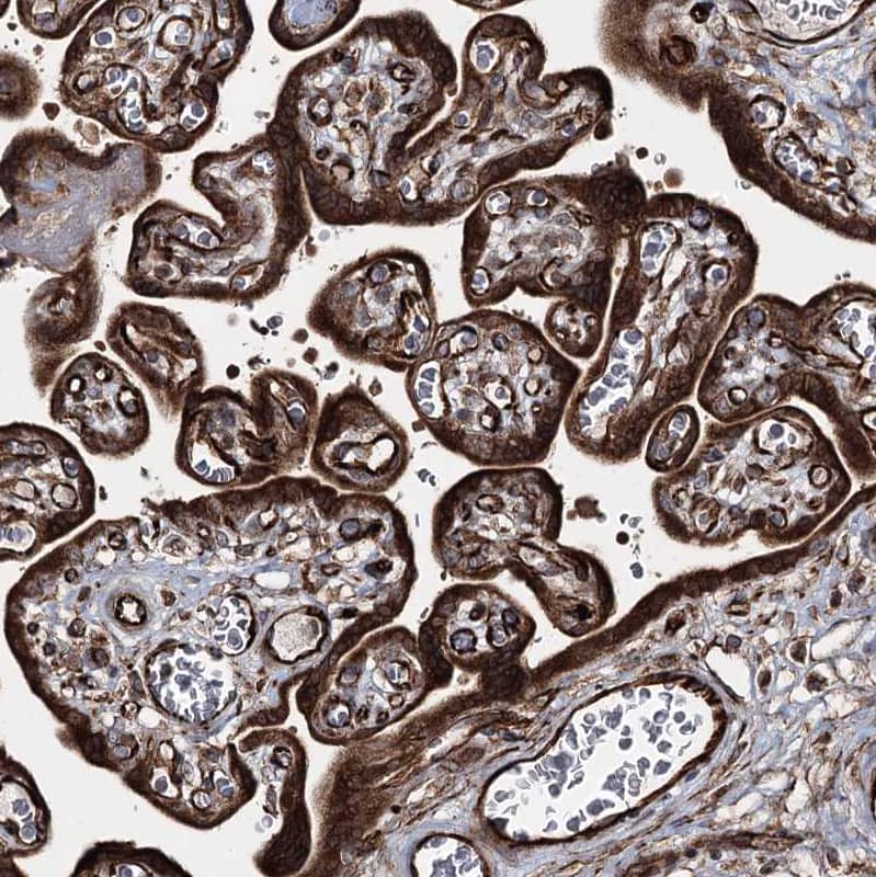 Staining of human Placenta shows strong cytoplasmic positivity in trophoblastic cells.