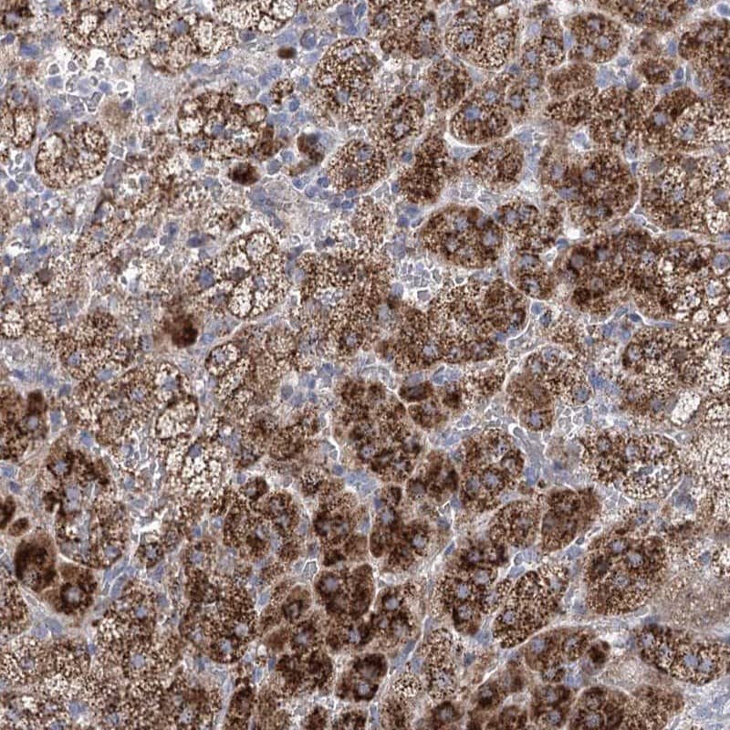 Staining of human adrenal gland shows strong granular cytoplasmic positivity in cortical cells.