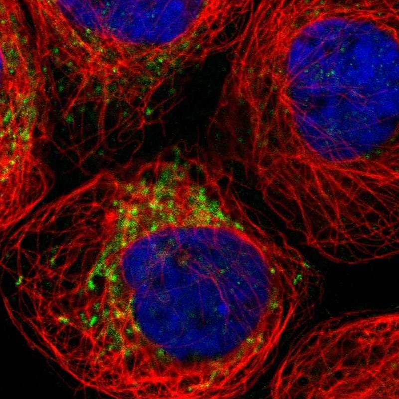 Immunocytochemistry/ Immunofluorescence SPATA9 Antibody - BSA Free