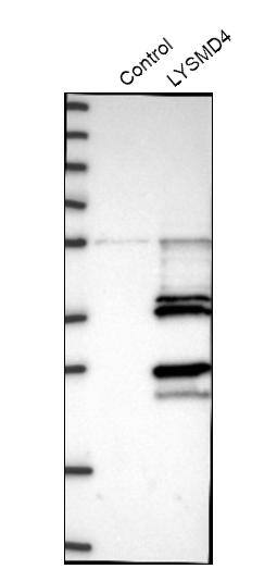 Analysis in control (vector only transfected HEK293T lysate) and LYSMD4 over-expression lysate (Co-expressed with a C-terminal myc-DDK tag (~3.1 kDa) in mammalian HEK293T cells).