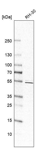 Analysis in human cell line RH-30.