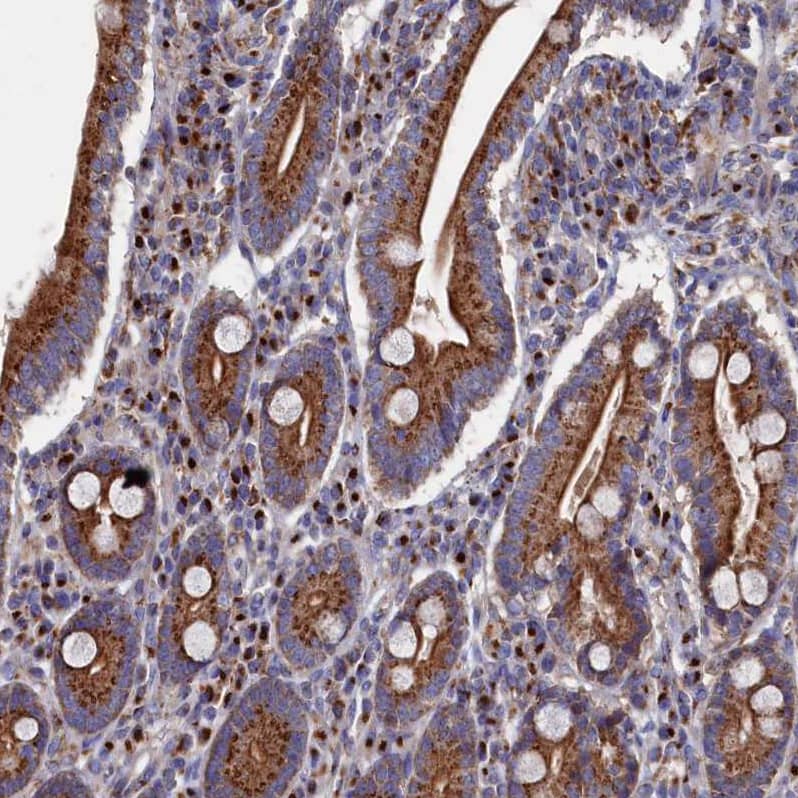 Staining of human duodenum shows strong cytoplasmic granular positivity in glandular cells.