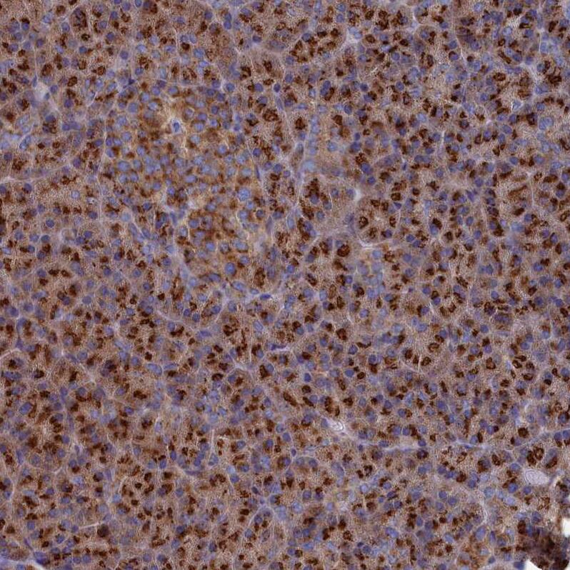 Staining of human pancreas shows strong cytoplasmic granular positivity in exocrine glandular cells.